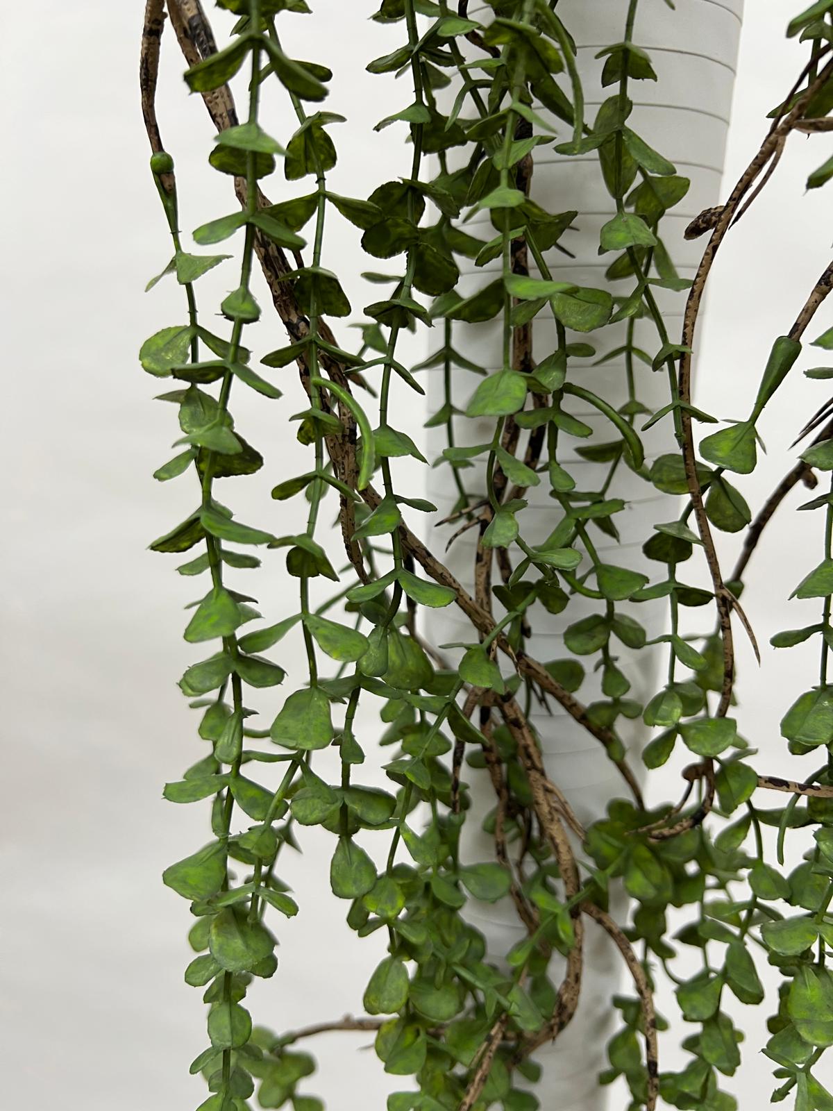Plante Curgatoare