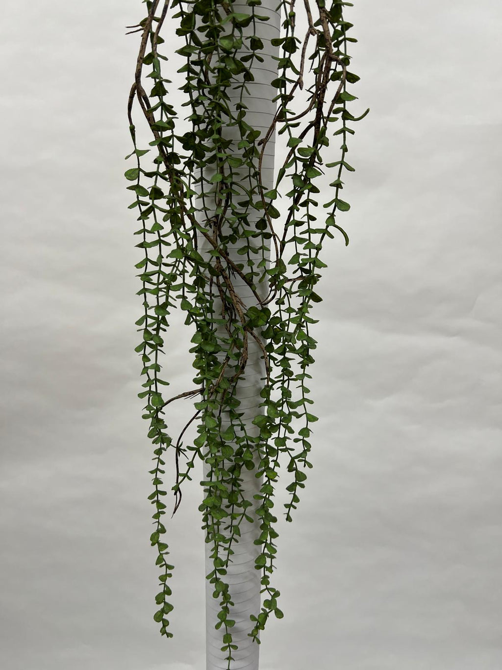 Plante Curgatoare