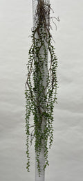 Plante Curgatoare