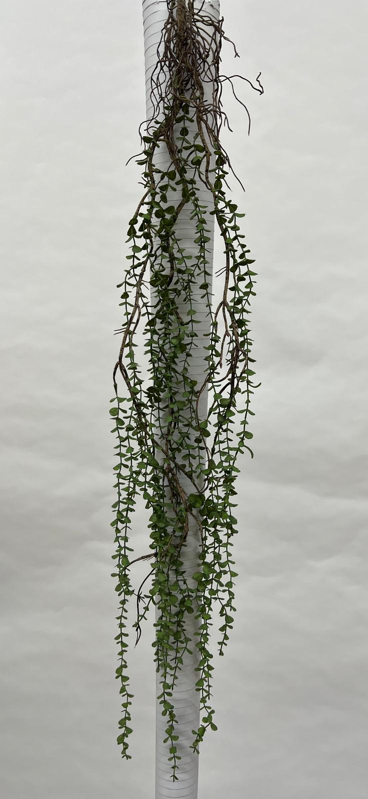 Plante Curgatoare