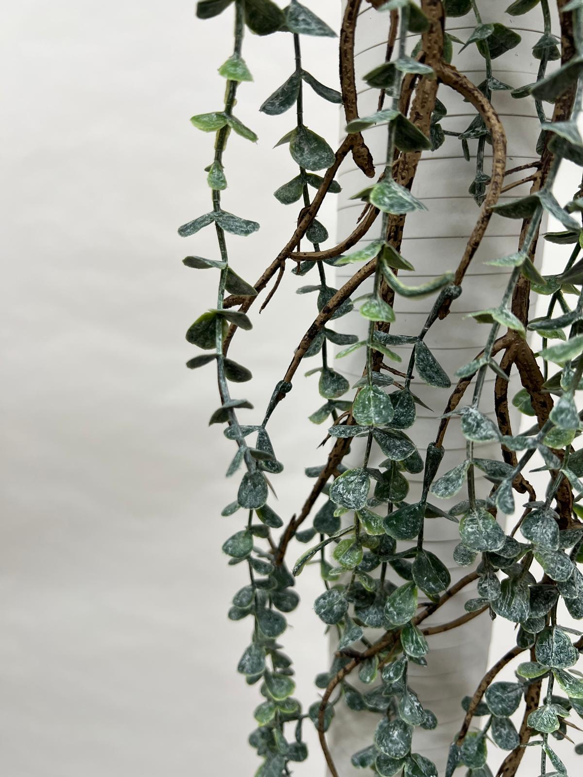 Plante Curgatoare
