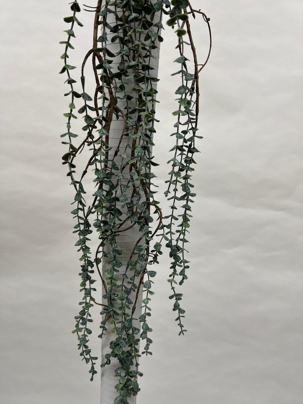 Plante Curgatoare