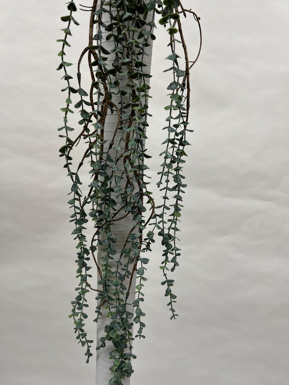 Plante Curgatoare