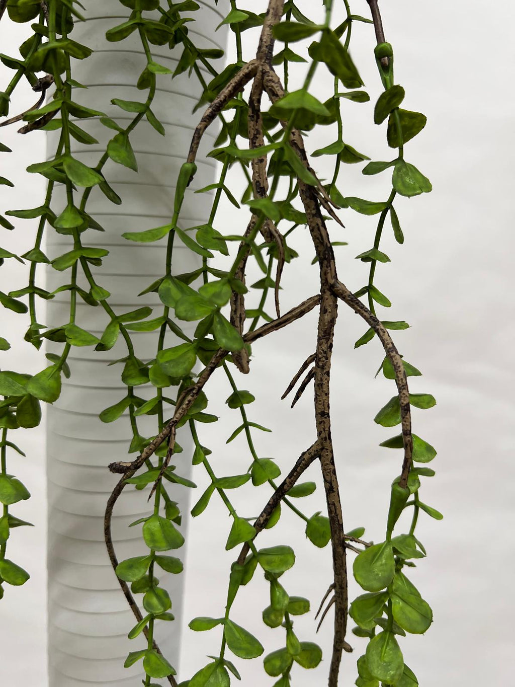 Plante Curgatoare