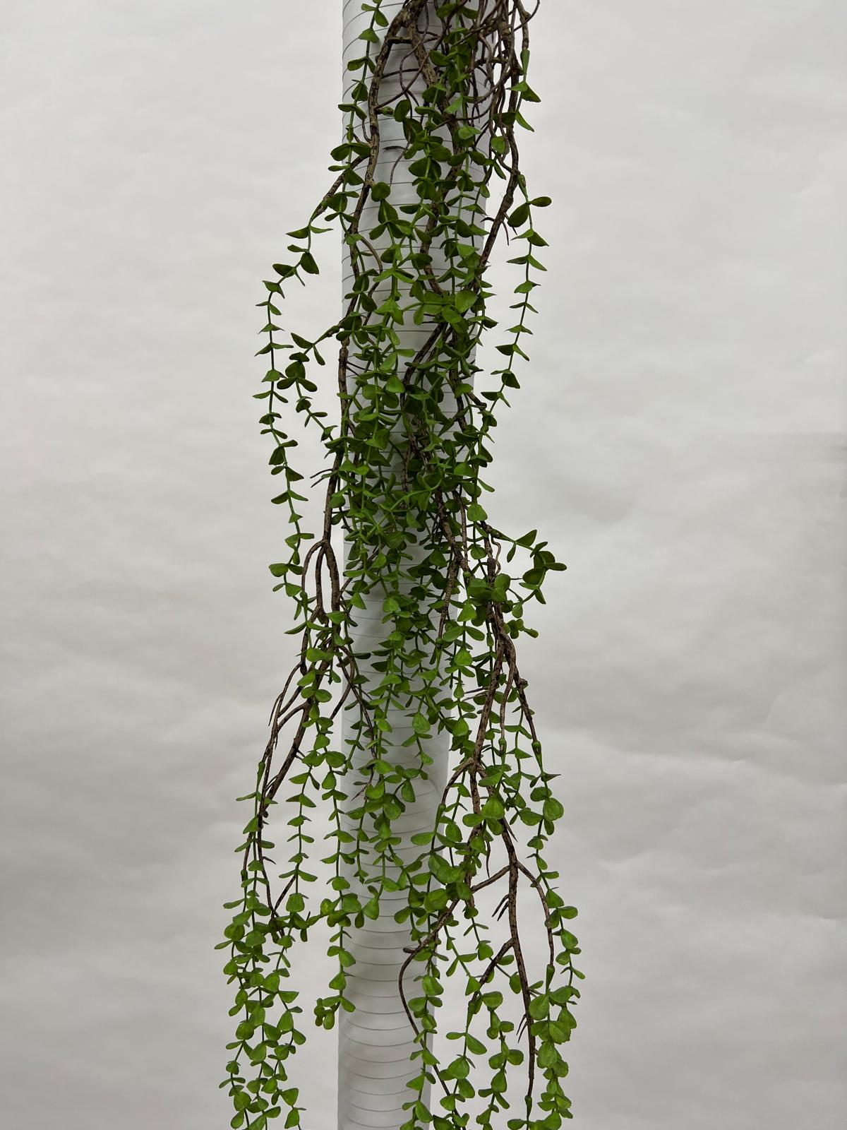 Plante Curgatoare