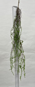 Plante Curgatoare