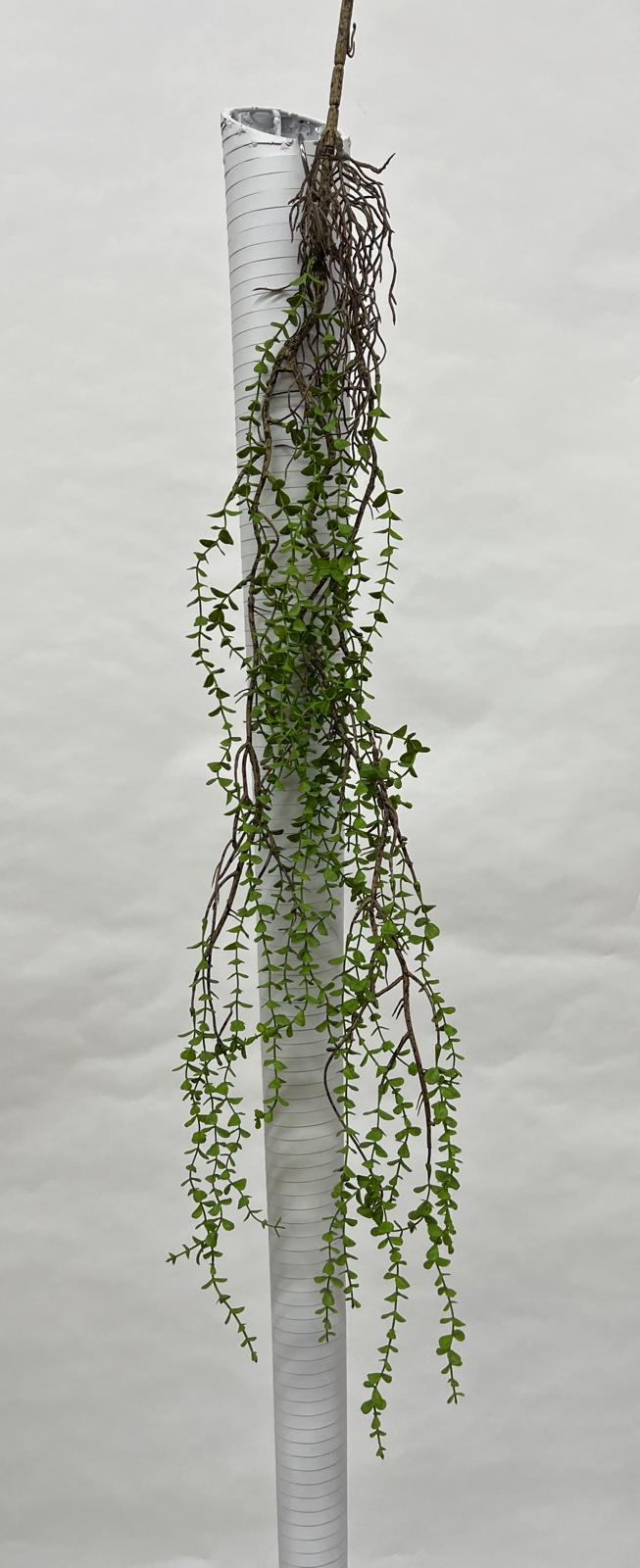 Plante Curgatoare