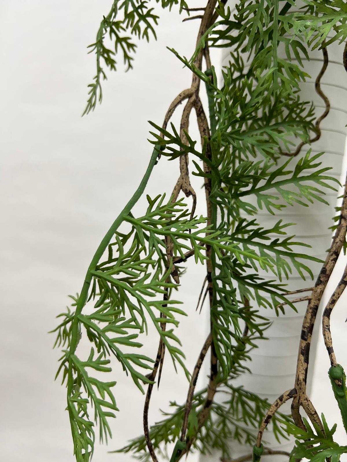 Plante Curgatoare