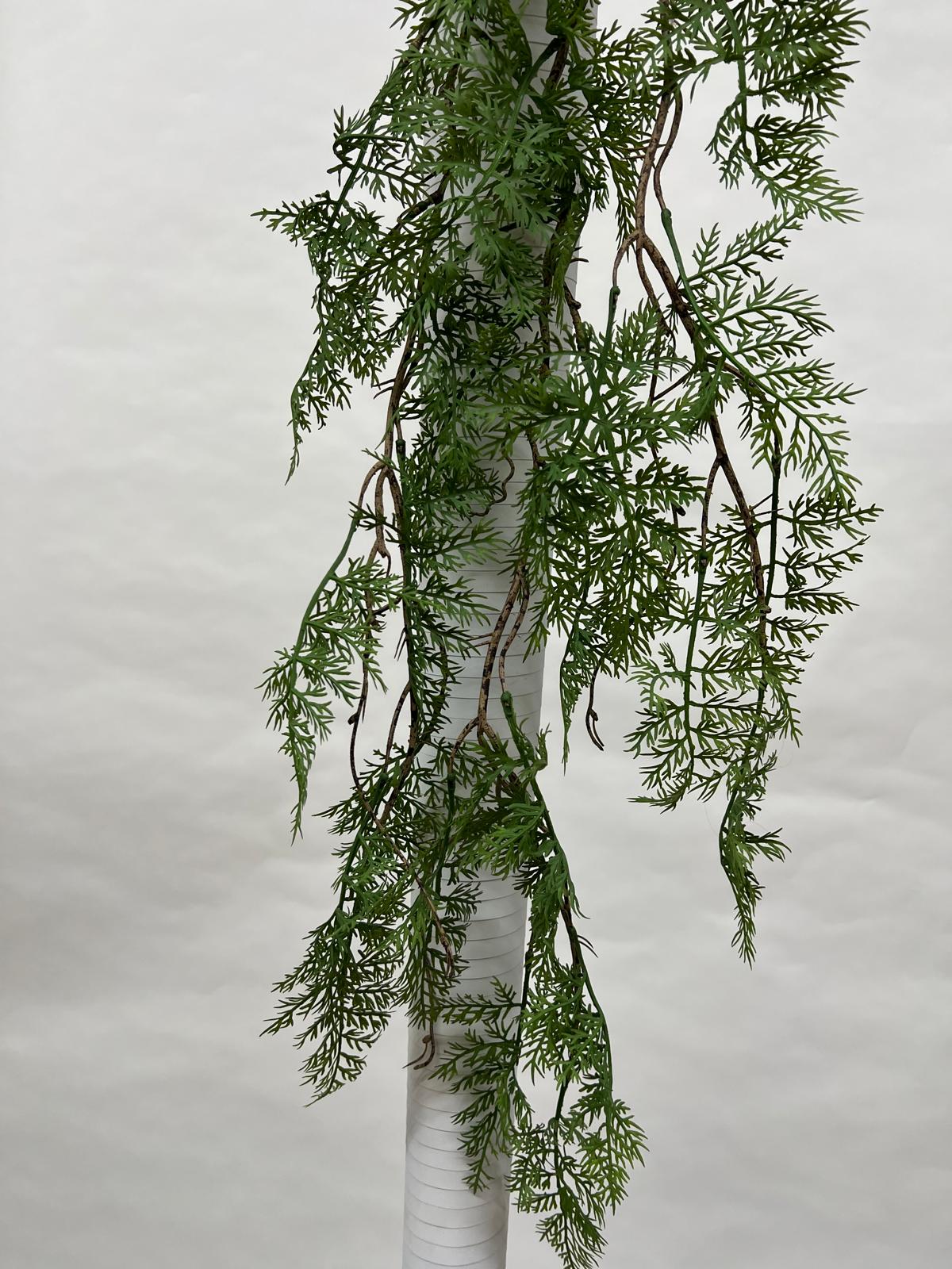 Plante Curgatoare