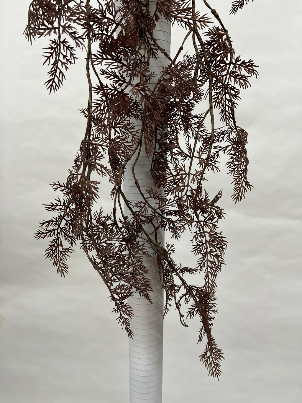 Plante Curgatoare