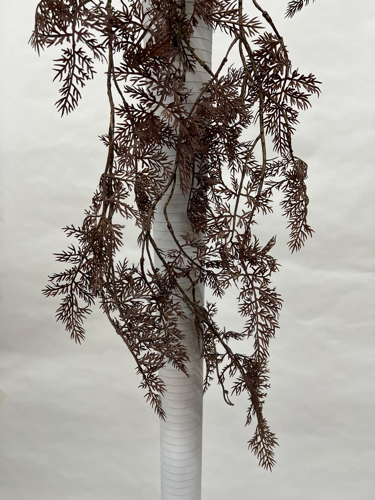 Plante Curgatoare