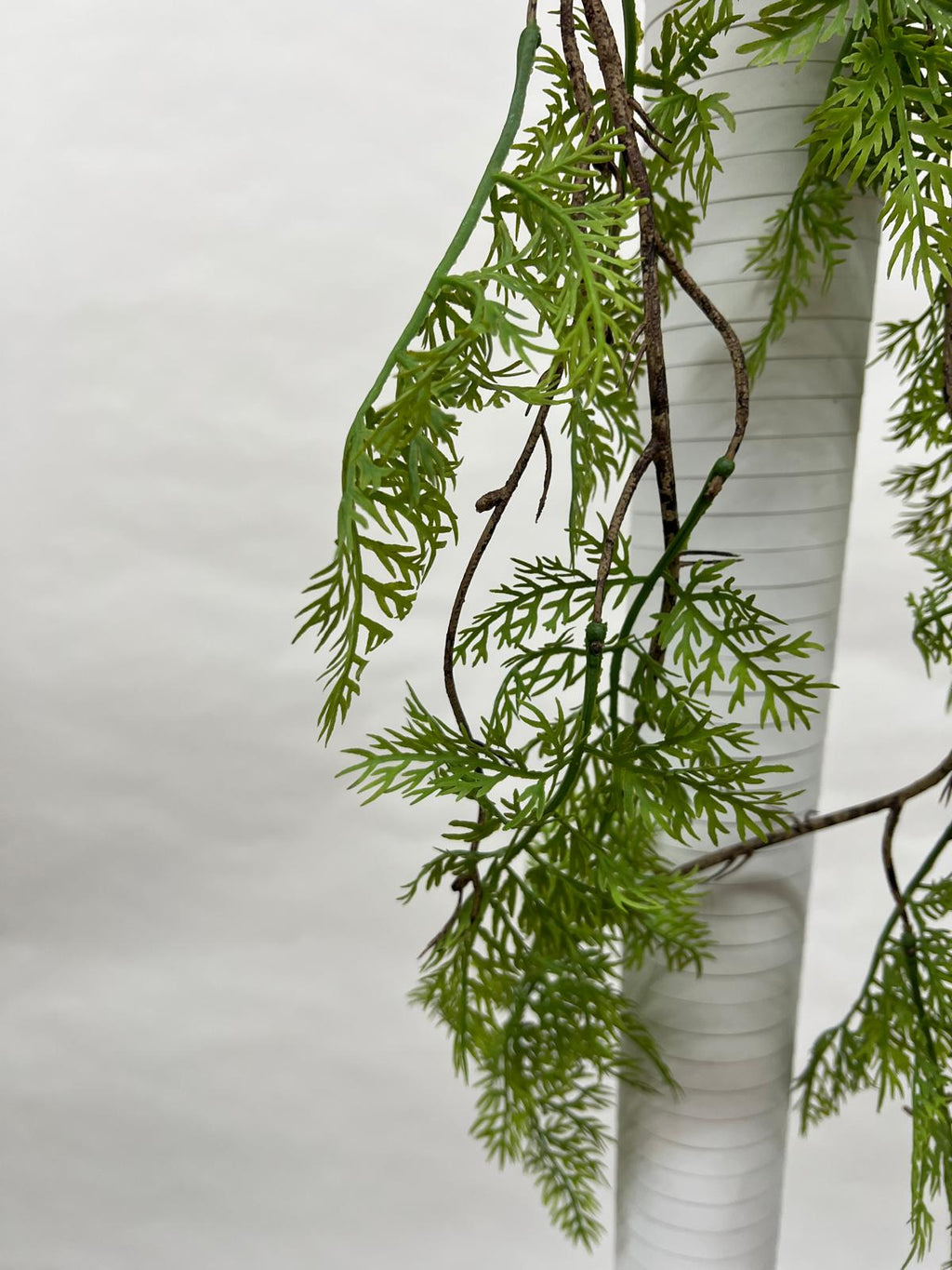 Plante Curgatoare