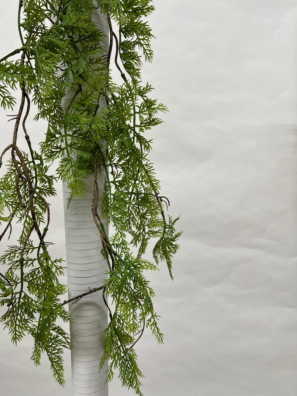 Plante Curgatoare