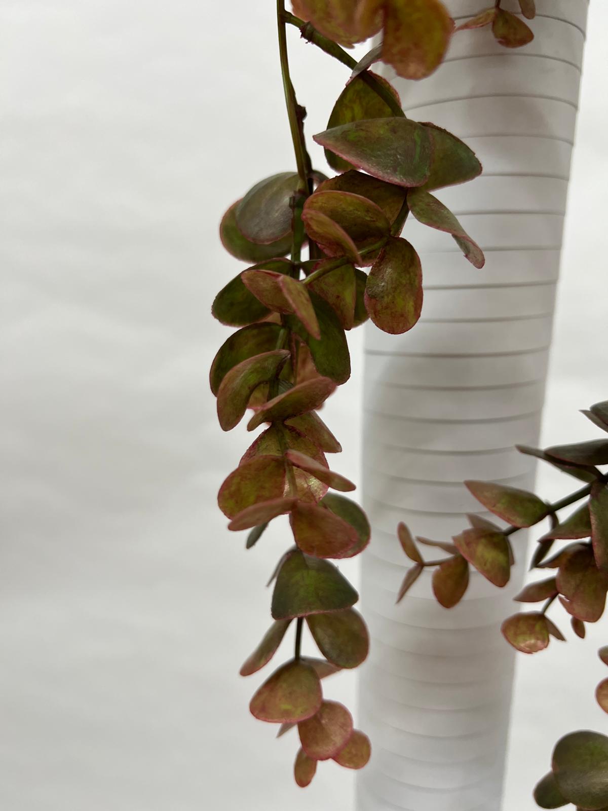 Plante Curgatoare