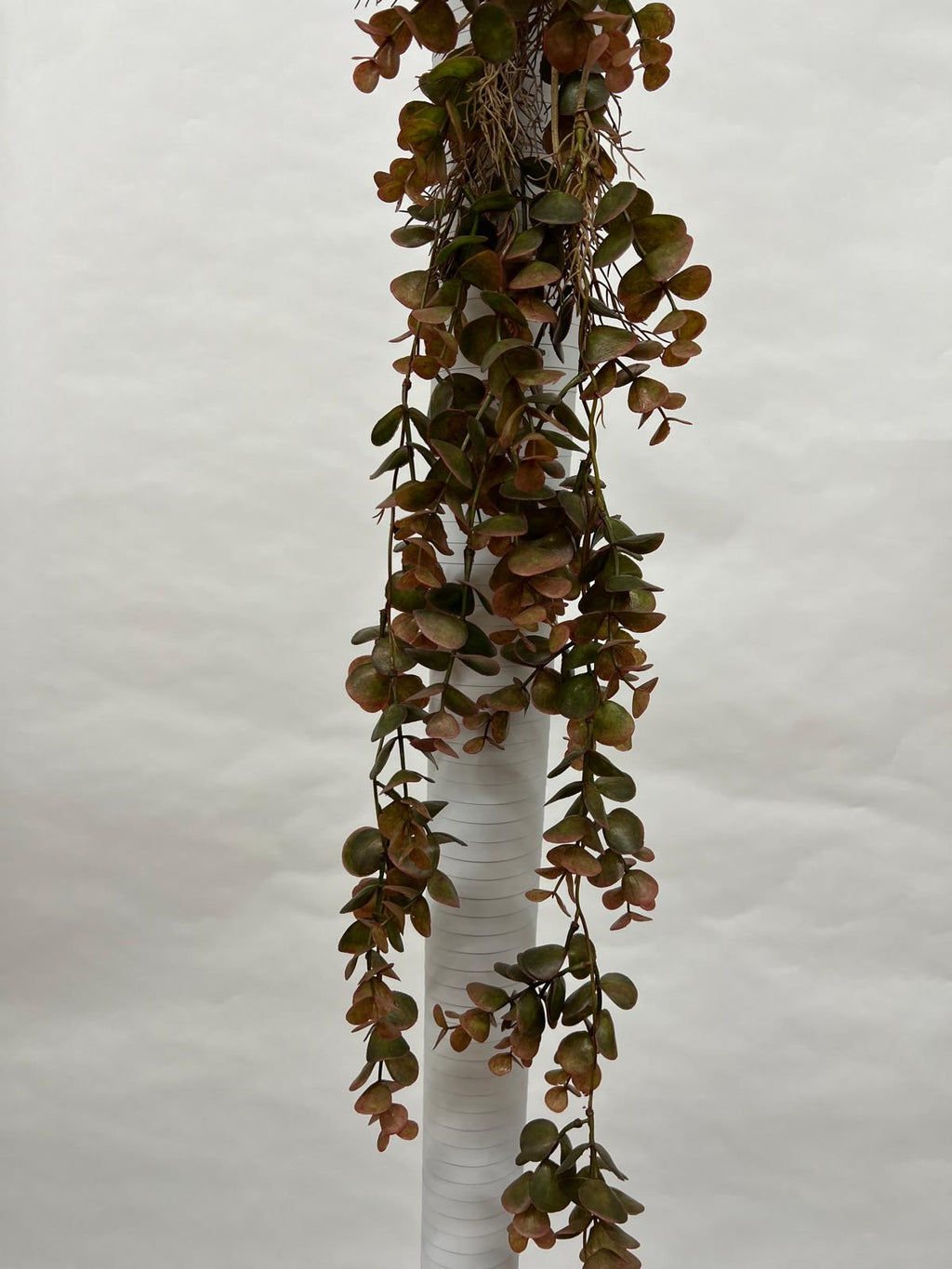 Plante Curgatoare
