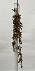 Plante Curgatoare