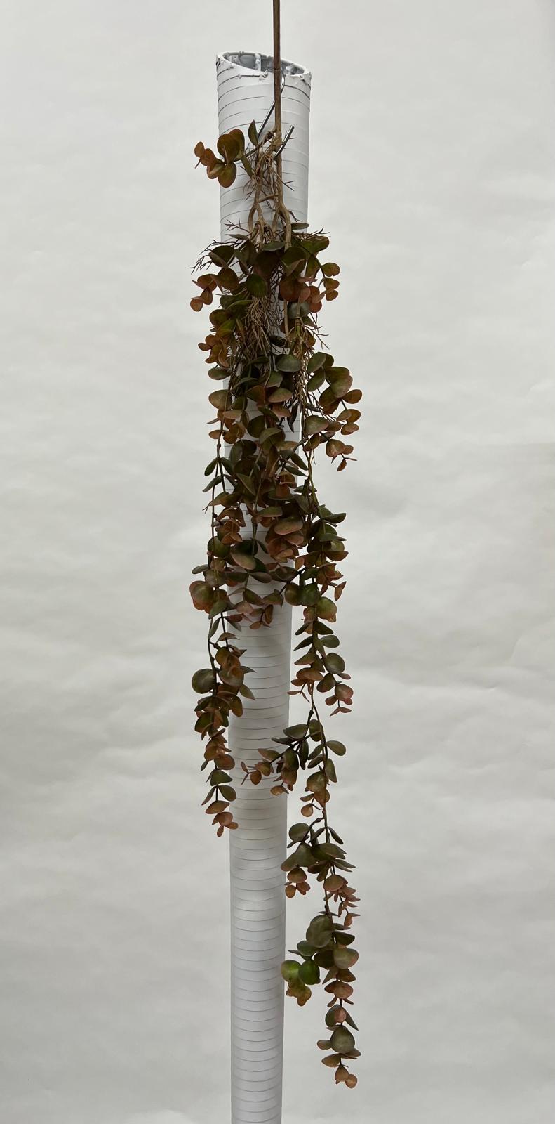 Plante Curgatoare