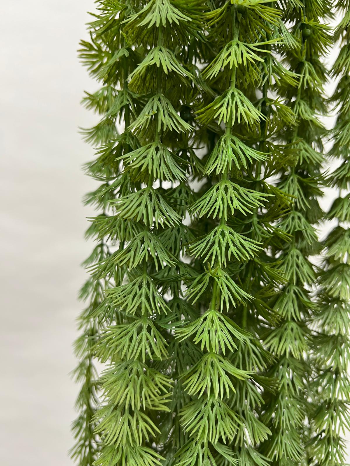 Plante Curgatoare