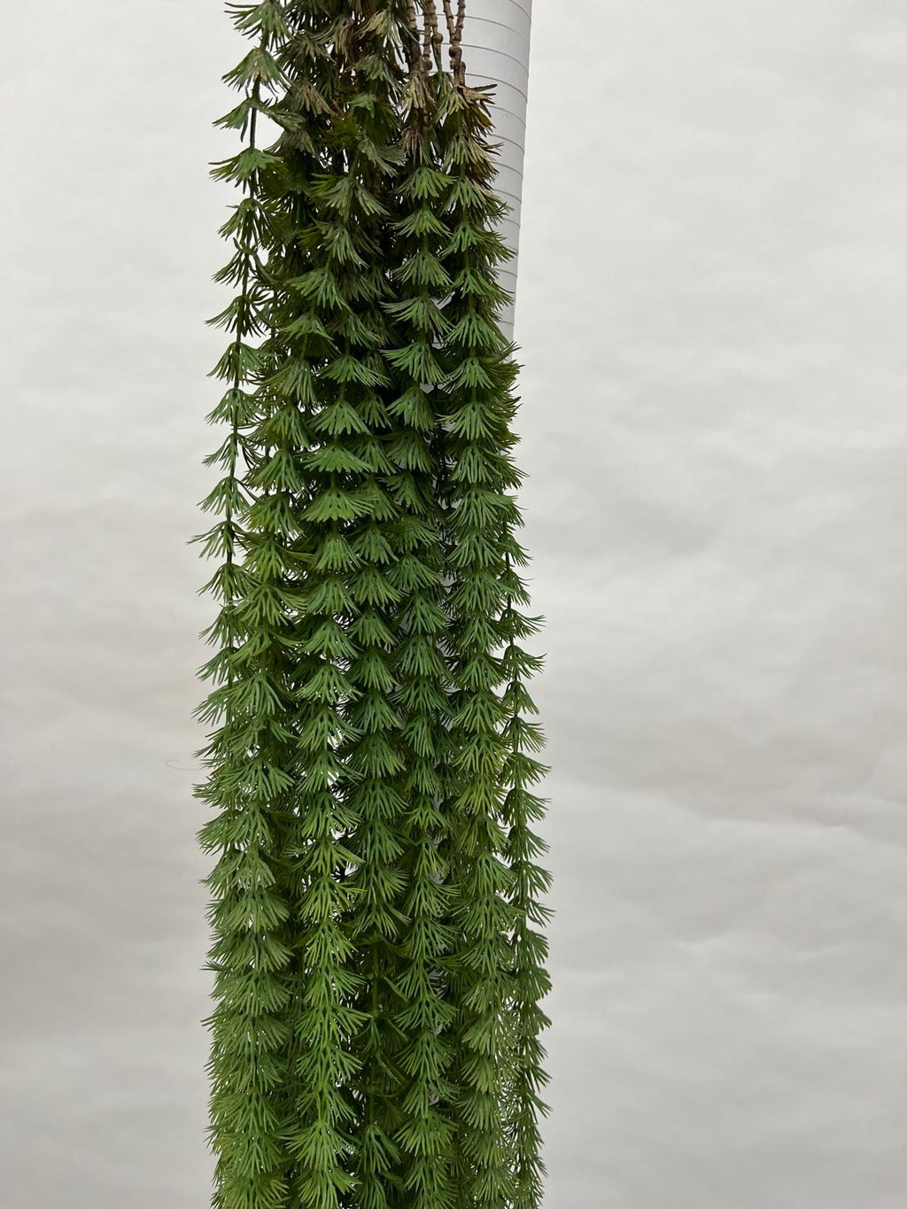 Plante Curgatoare