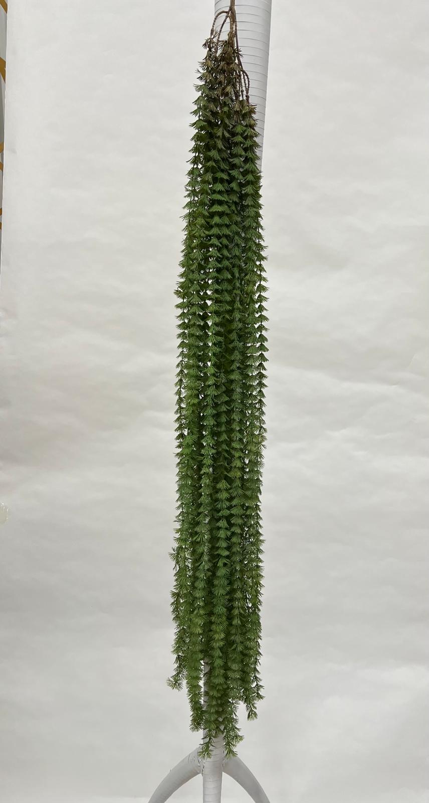Plante Curgatoare