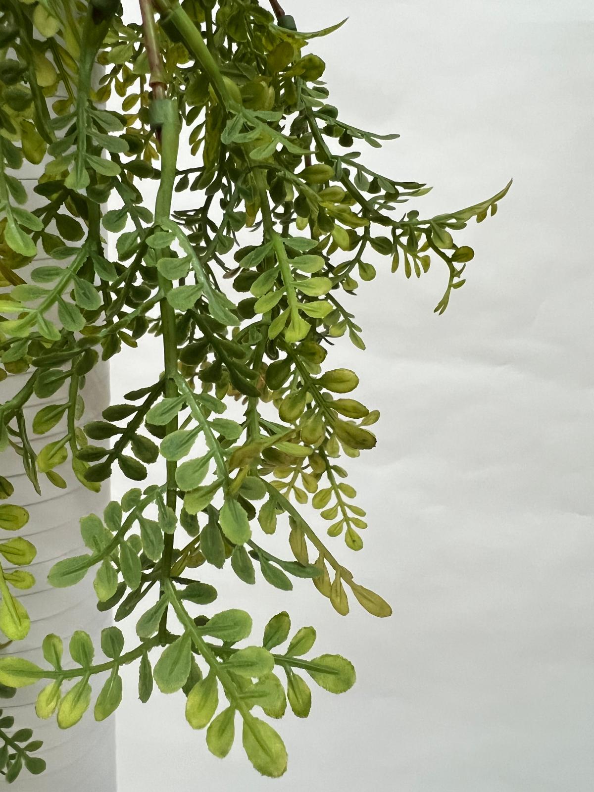 Plante Curgatoare