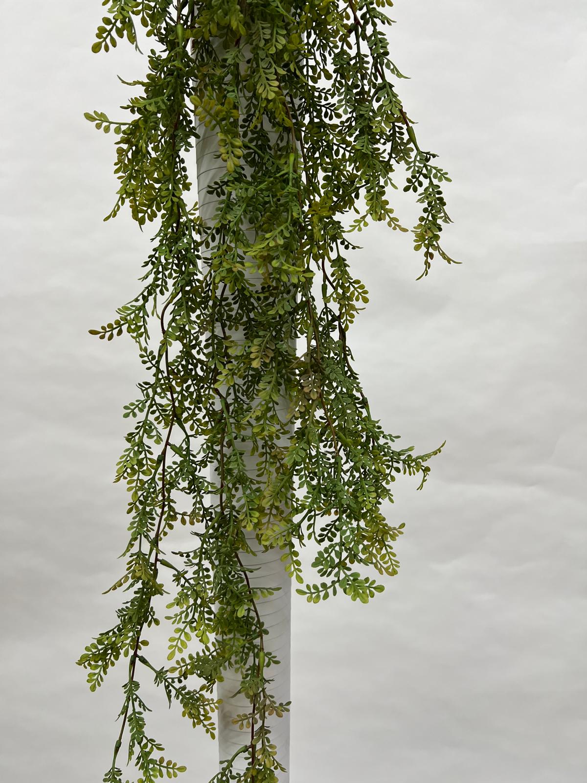 Plante Curgatoare