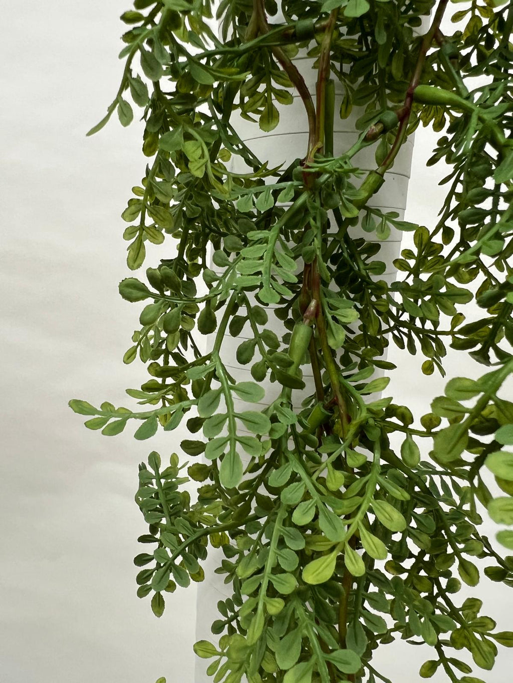 Plante Curgatoare