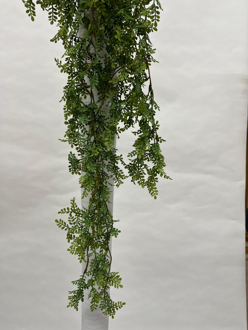 Plante Curgatoare