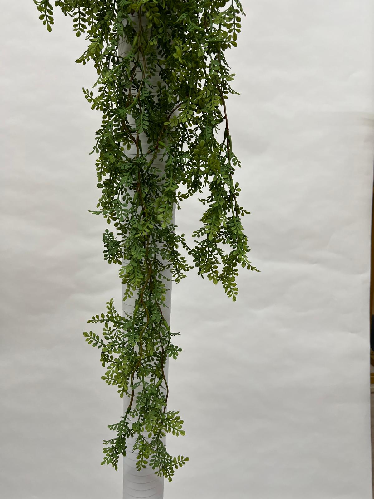 Plante Curgatoare