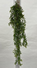 Plante Curgatoare