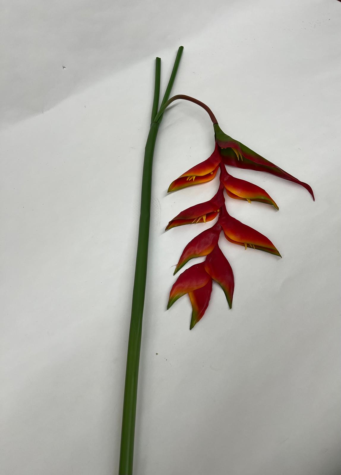Heliconia Curgatoare