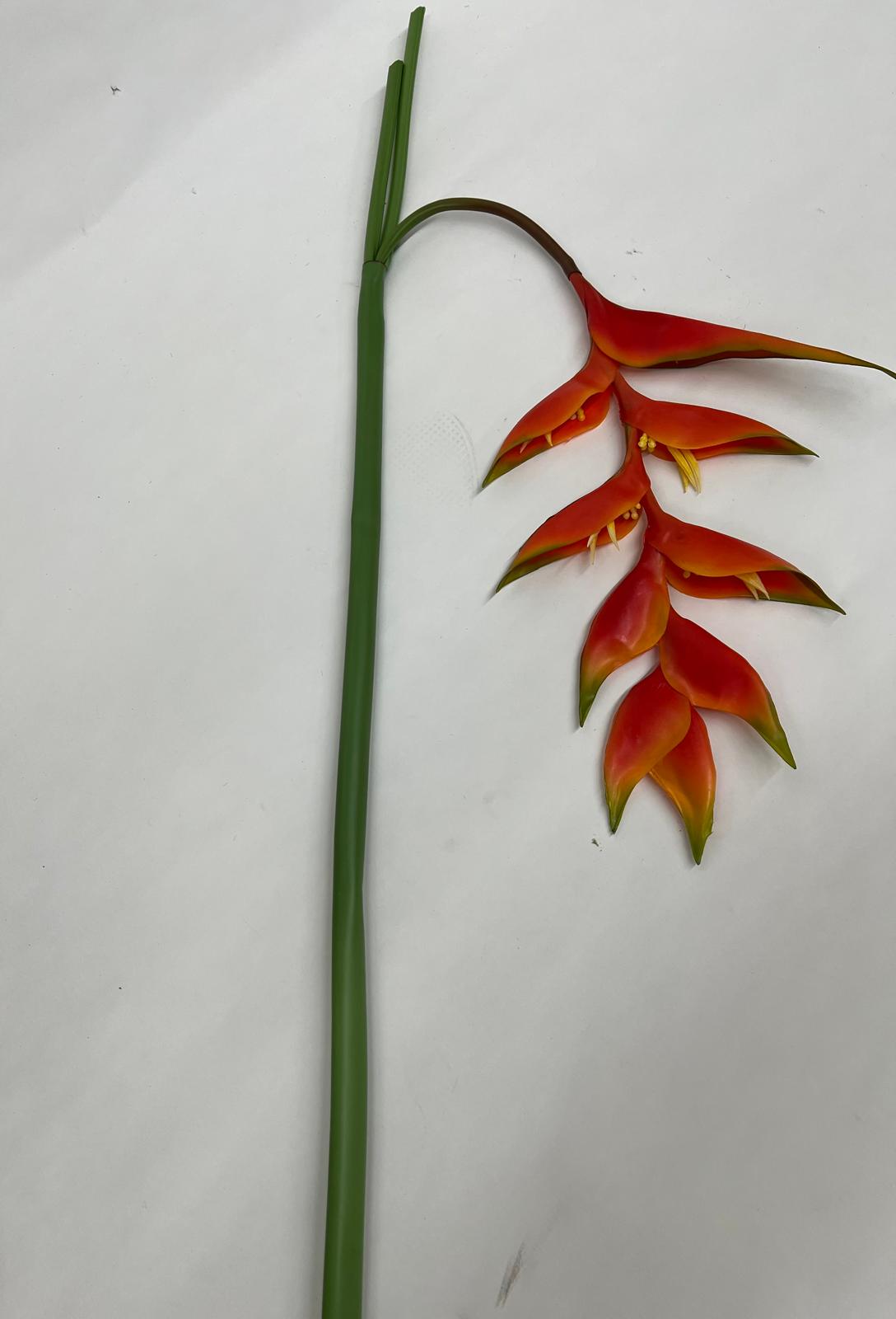 Heliconia Curgatoare