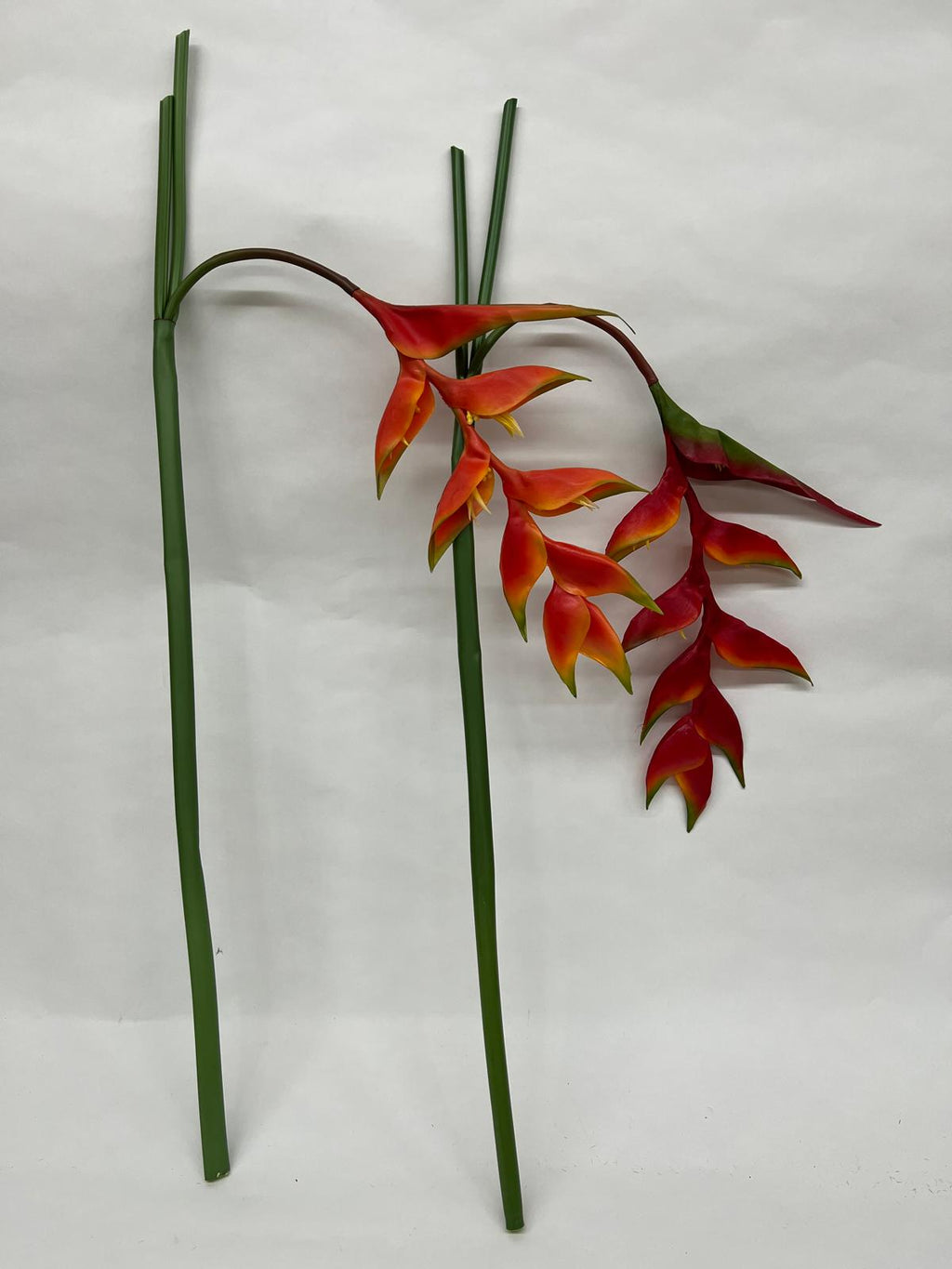 Heliconia Curgatoare