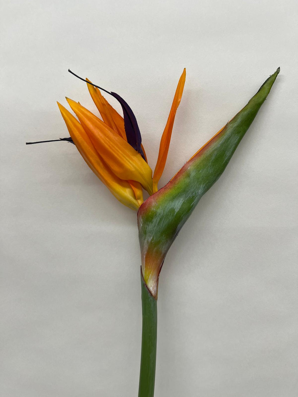 Strelitzia