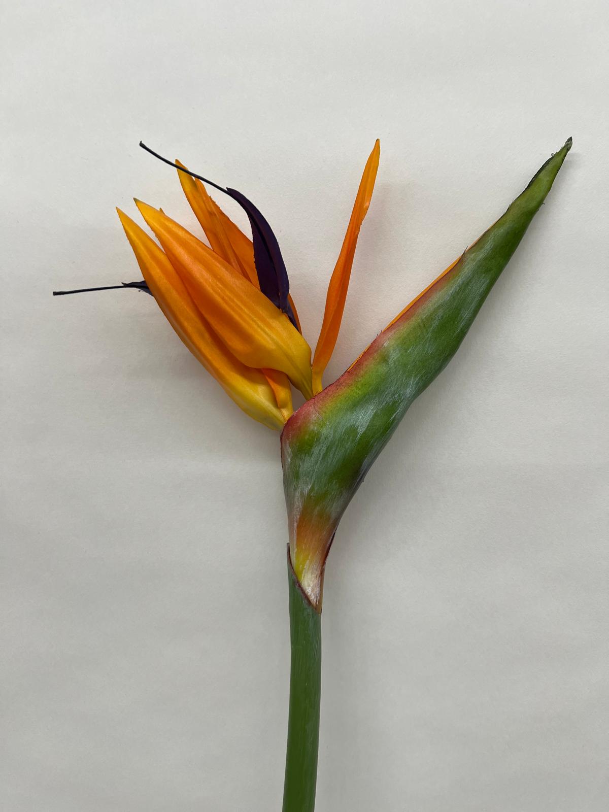 Strelitzia