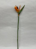 Strelitzia