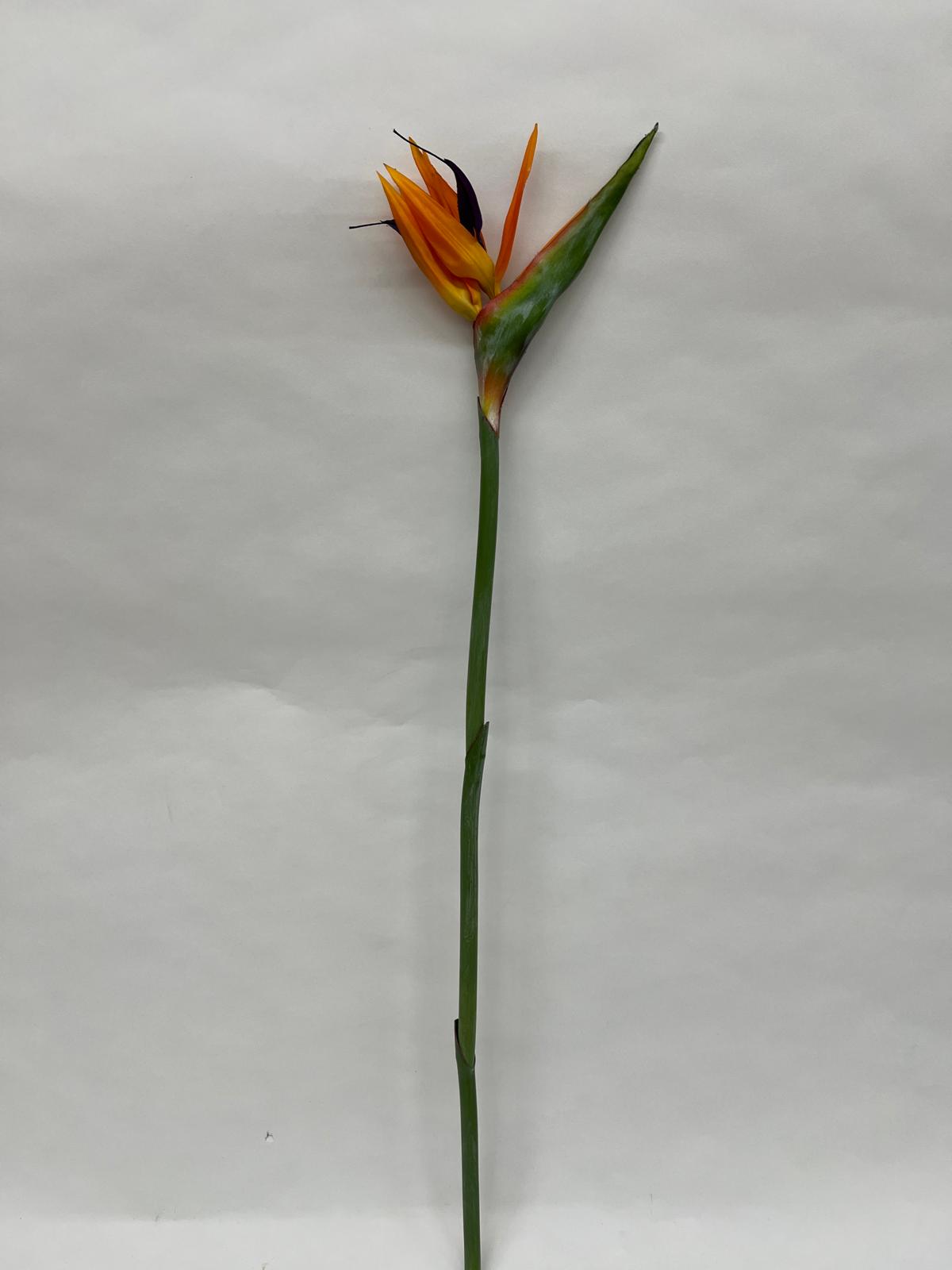 Strelitzia