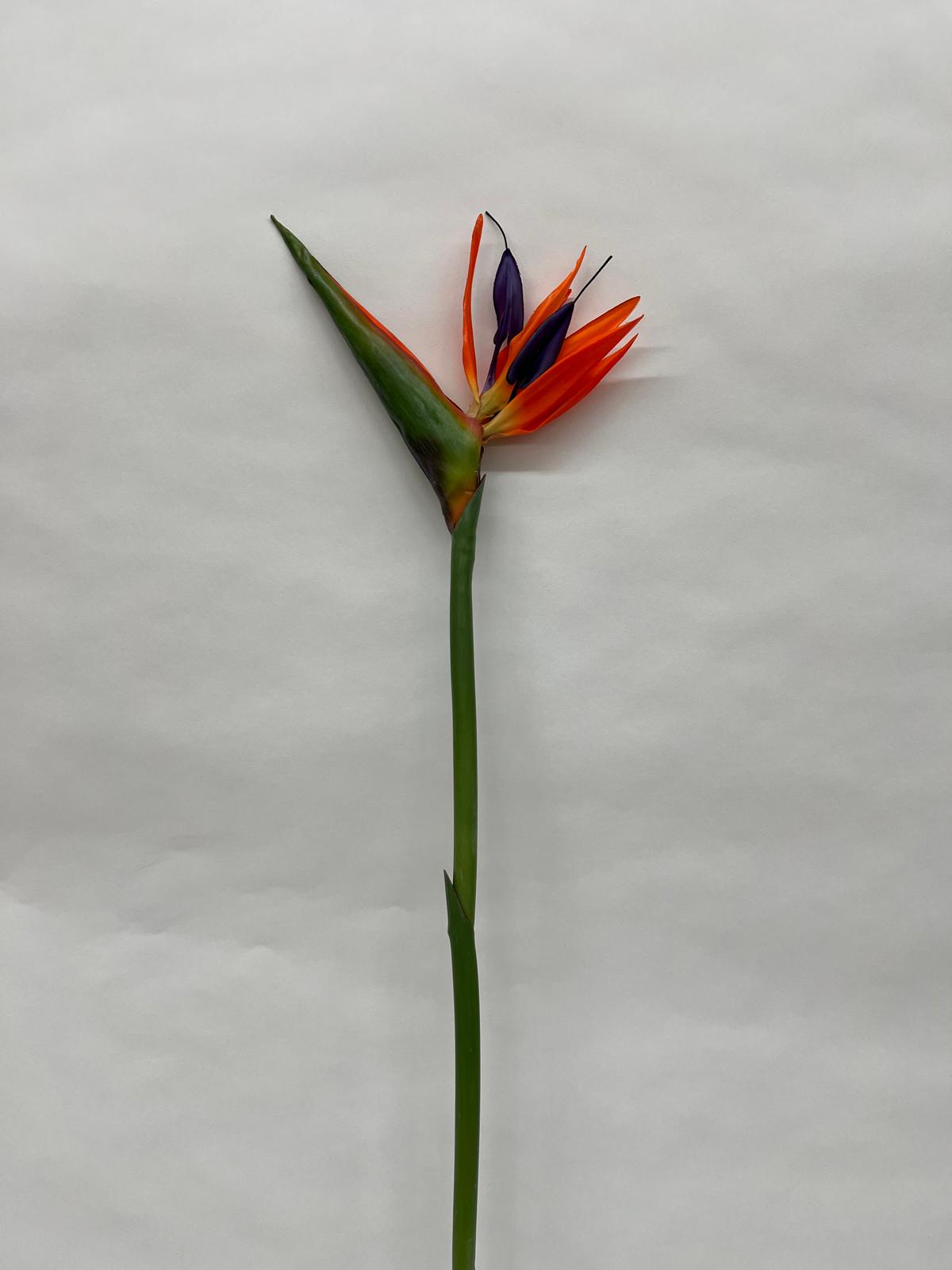 Strelitzia