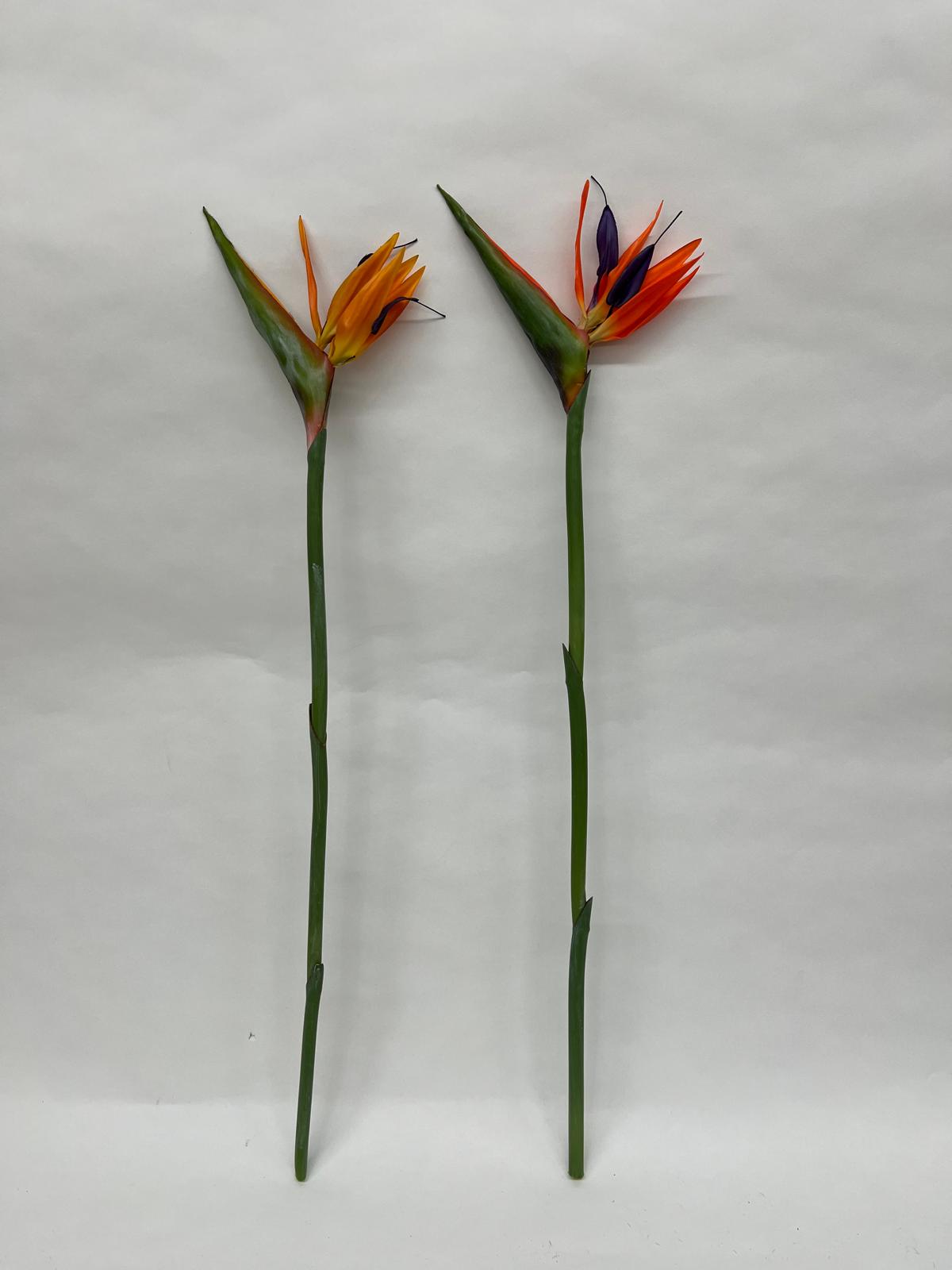 Strelitzia