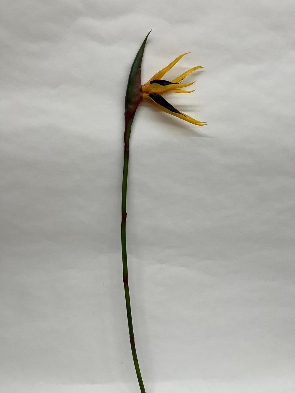Strelitzia