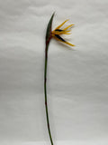 Strelitzia