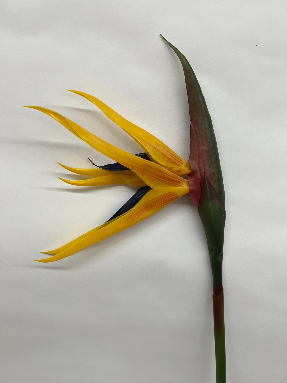 Strelitzia