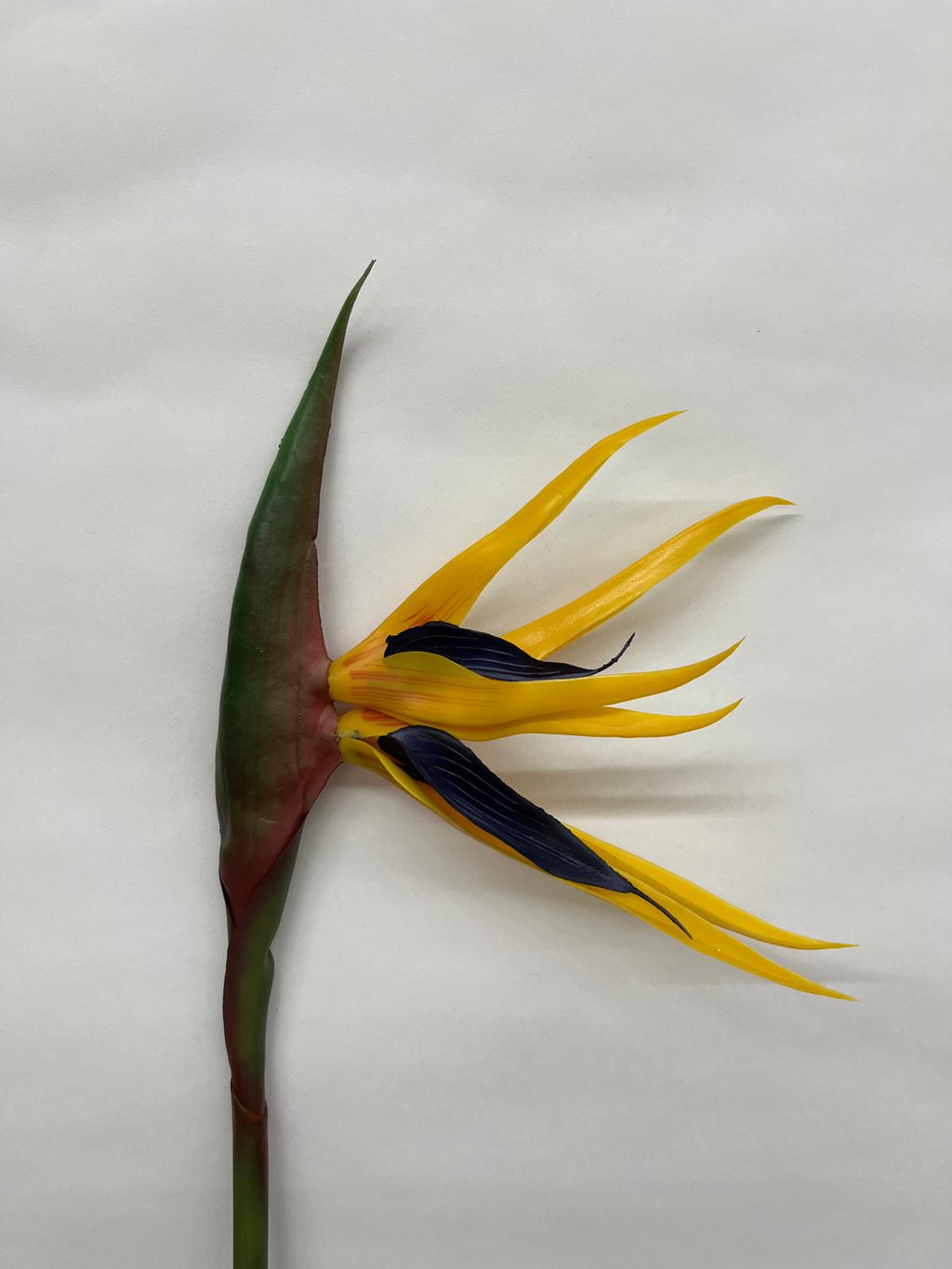 Strelitzia