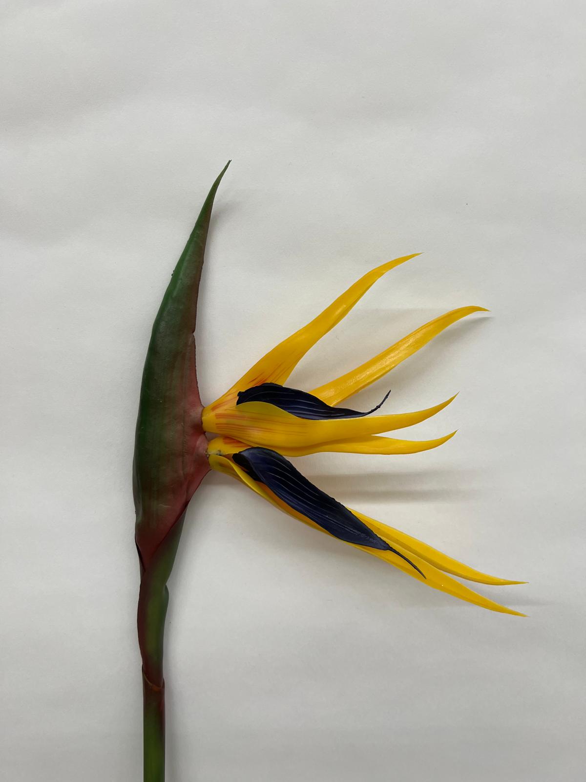 Strelitzia