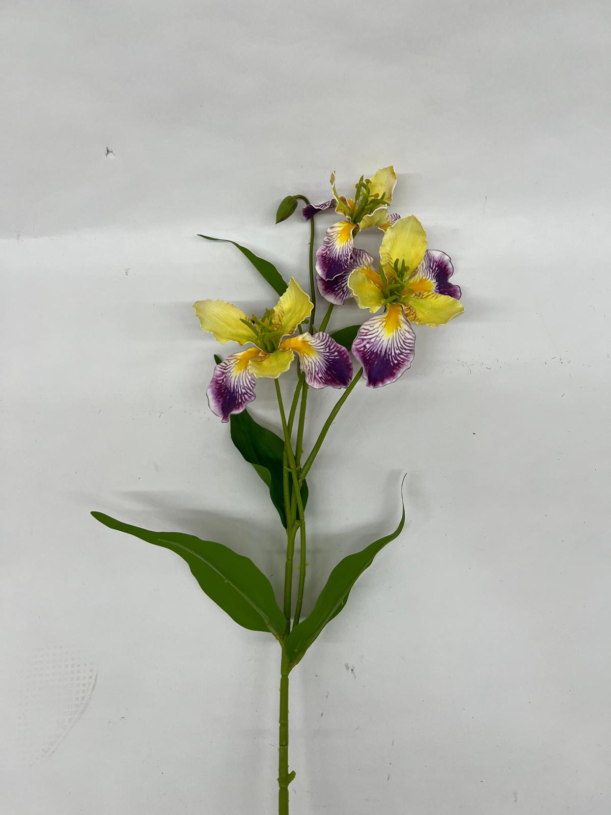 Iris
