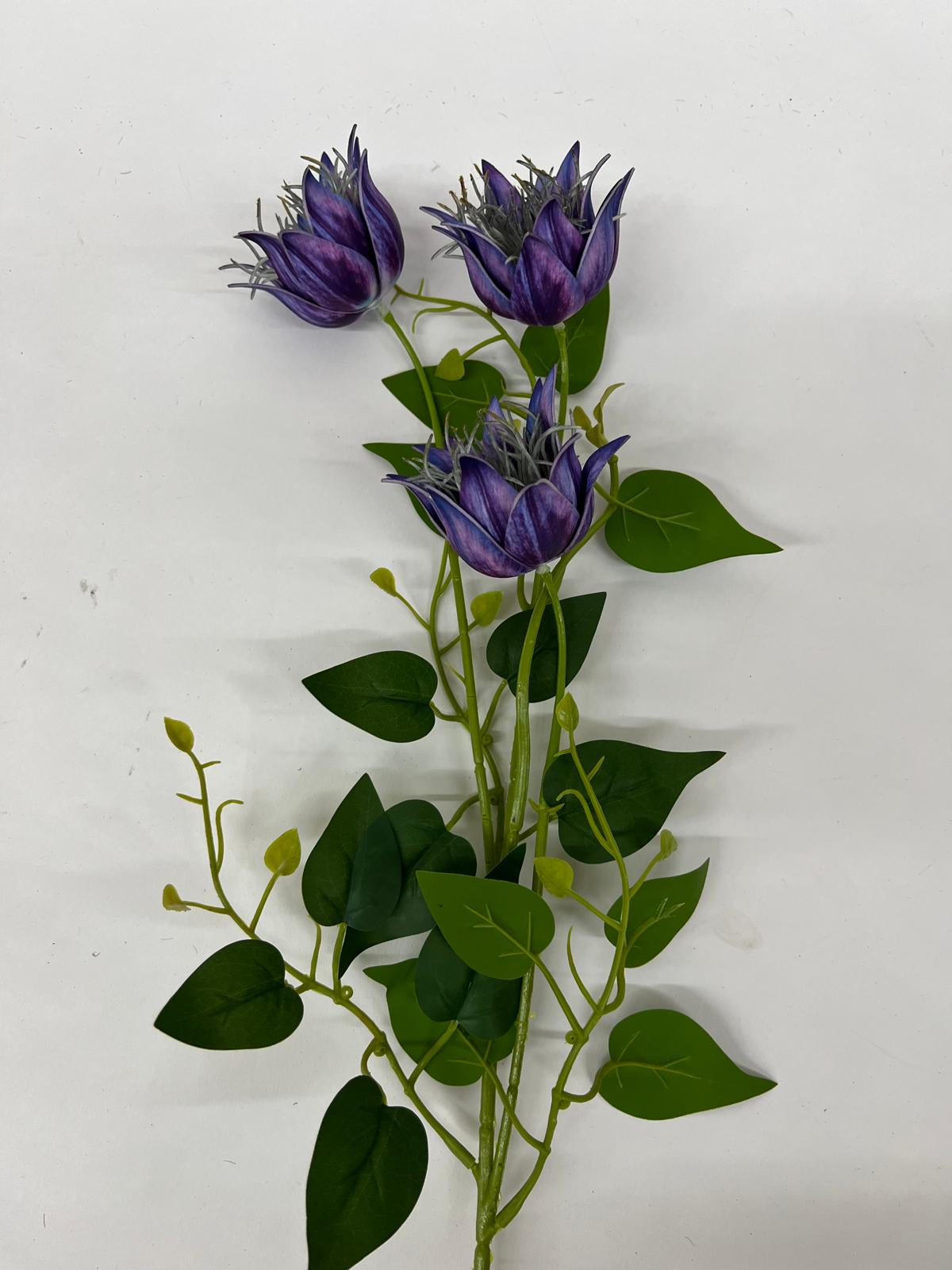 Clematis