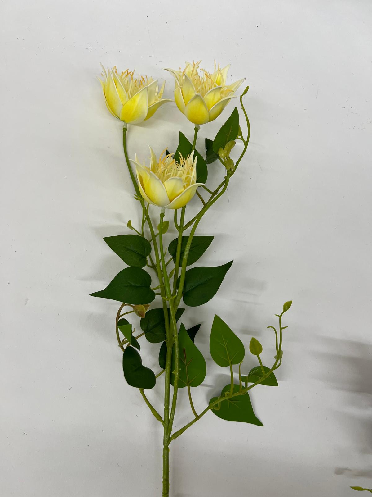 Clematis