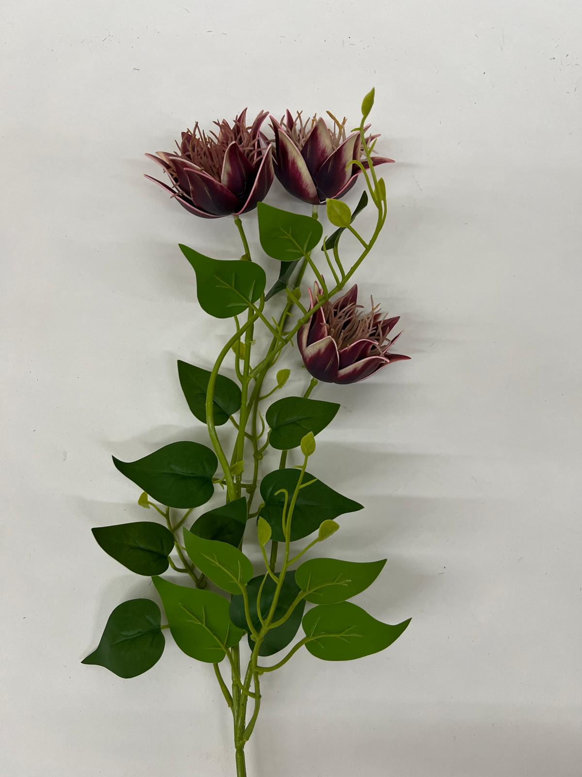 Clematis