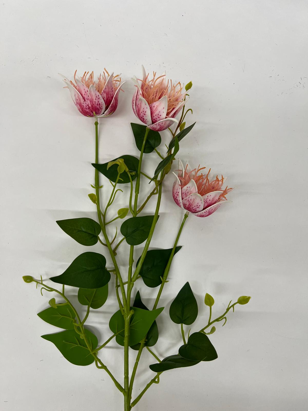 Clematis
