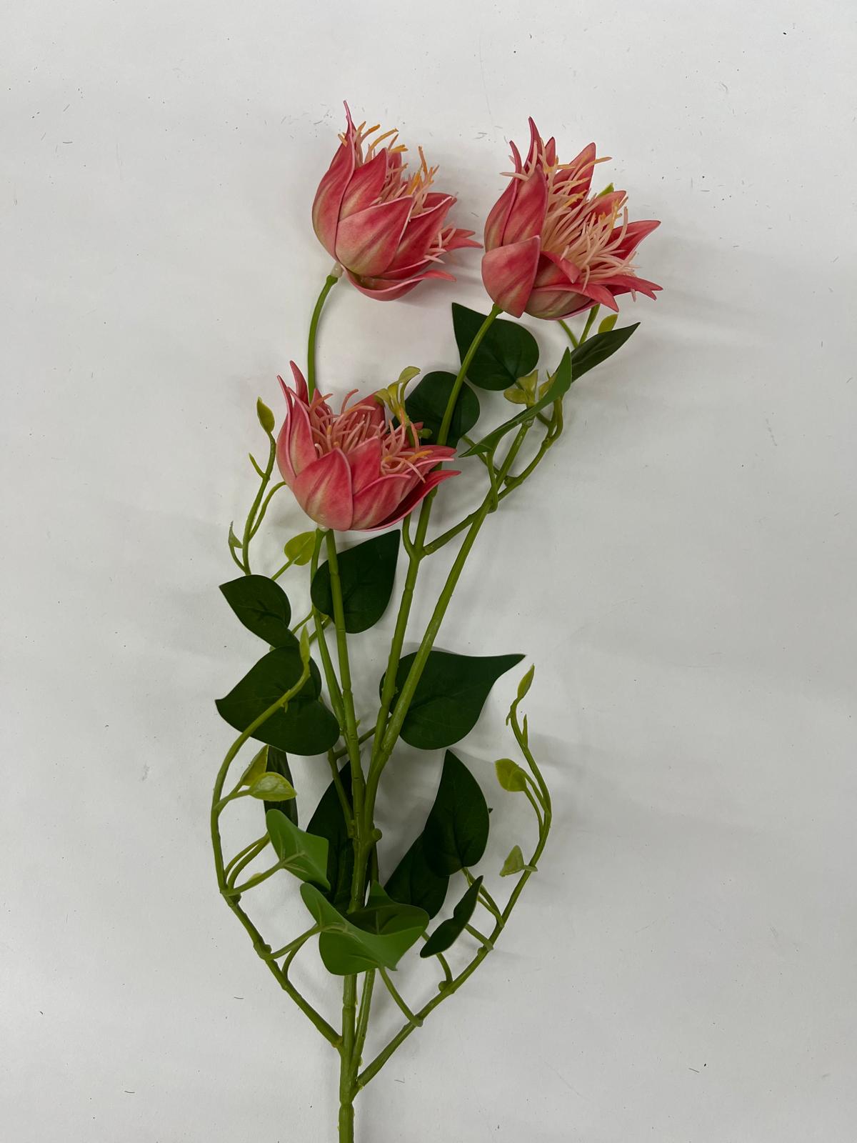Clematis